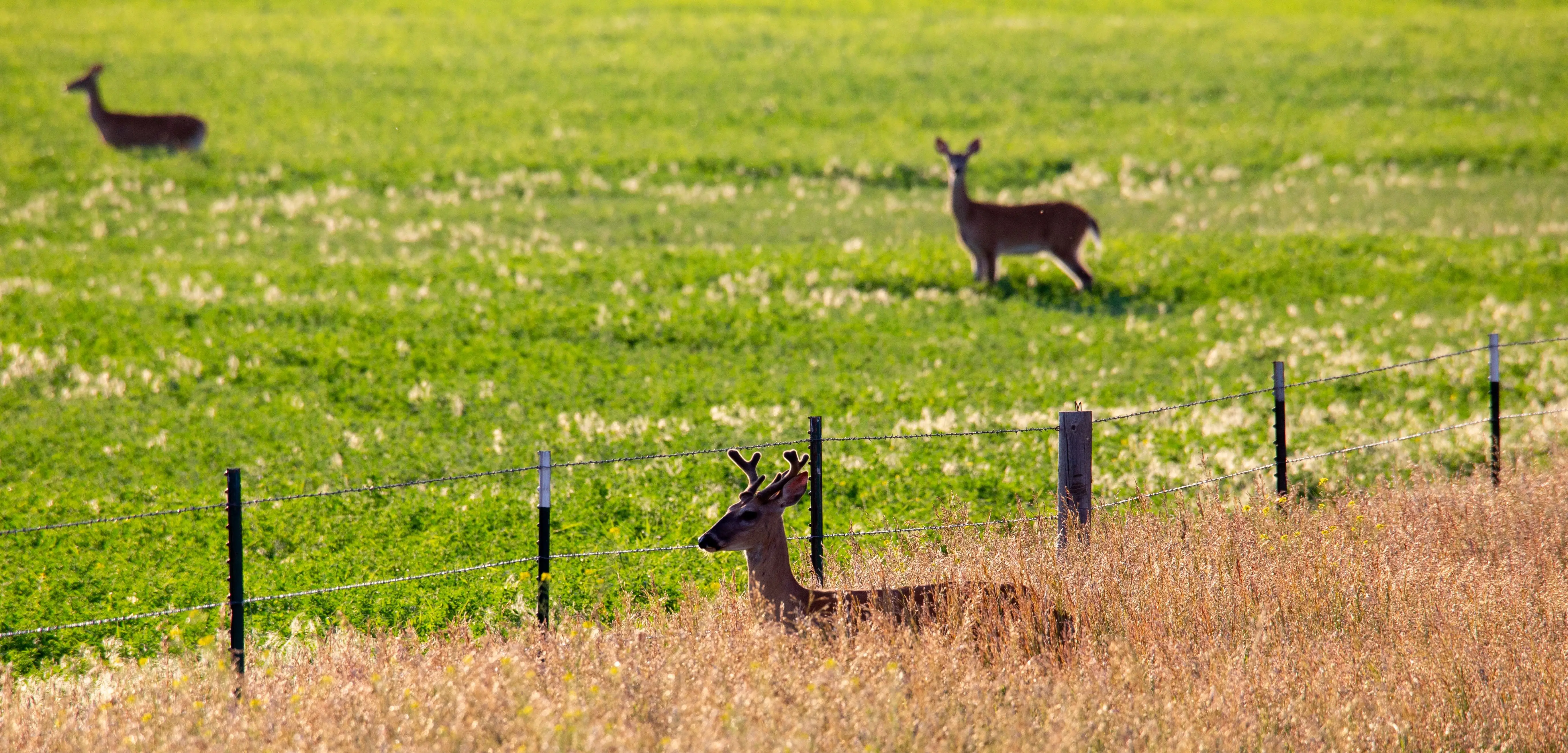 Australia farm fence